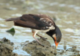 Pied Myna - Gracupica contra floweri (Eksterspreeuw)