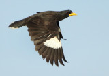 White-vented Myna - Acridotheres grandis (Grote Maina)