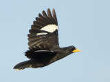 White-vented Myna - Acridotheres grandis (Grote Maina)