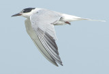 Common Tern - Sterna hirundo longipennis (Visdief)