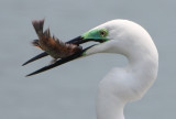 Eastern Great Egret - Ardea egretta modesta 