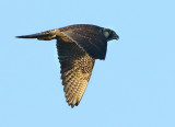 Peregrine Falcon - Falco peregrinus (Slechtvalk)