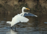 Great Egret - Ardea alba (Grote Zilverreiger)