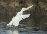 Great Egret - Ardea alba (Grote Zilverreiger)