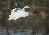 Great Egret - Ardea alba (Grote Zilverreiger)