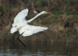 Great Egret - Ardea alba (Grote Zilverreiger)