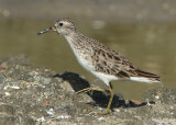 Long-toed Stint - Calidris subminuta (Taigastrandloper)