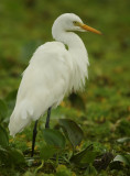 Intermediate Egret - Mesophoyx intermedia (Middelste Zilverreiger)