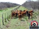 Santa Rosa, La Pampa, Argentina Farm Ranch For Sale - FIELD SALES IN ARGENTINA LA PAMPA