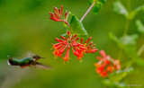Ruby Throated Humming Bird