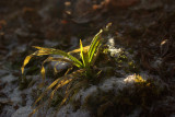 If You Look for Spring You will Find It