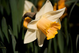 The Last Daffodil Standing