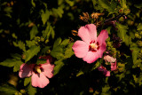 Rose of Sharon