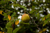 Apple Picking Time