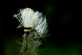 Thistle Seeds