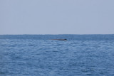 C8881 Spotting a whale