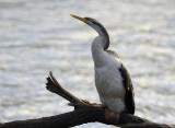 darter posing and waiting