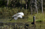 intermediate egret in flight