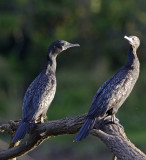 little black cormorants.jpg