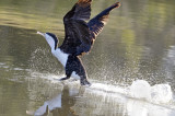 walking on water.jpg