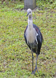 showing heavily spotted front of a juvenil