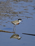 red kneed dotterel