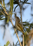 brown honey eater