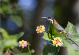 eastern spinebill Queensland