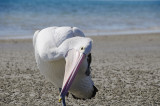 pelican 9.jpg