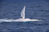 whales hervey bay 6.jpg