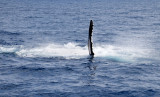 whales hervey bay 7.jpg
