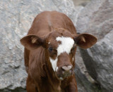 young calf.jpg