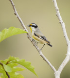 pardalotes 7.jpg