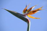 Wombarra bird of paradise