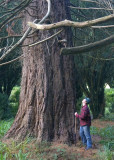 redwood-1.jpg