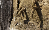 Mrk lergeting p vg in i sin hemgjorda bo-gng av lera