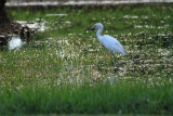 juvenile little blue heron