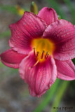 daylily in Florida