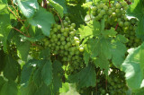 grapes13.jpg