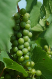 grapes14.jpg