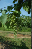 grapes35.jpg
