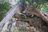 Phuong in tree-Edit.jpg