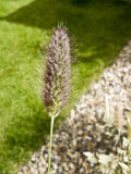Pennisetum Red Buttons