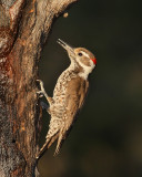 Arizona Woodpecker (8463)