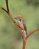 Ladder-backed Woodpecker (6860)