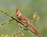 Northern Cardinal (Female) (5771)