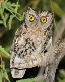 Whiskered Screech Owl (6516)