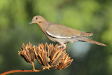 White-winged Dove (6733)