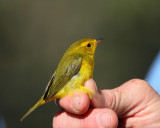 Wilsons Warbler (female) (2910)