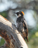 Acorn Woodpecker (Female) (4141)